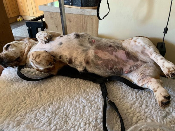 Harley relaxing during an ultrasound scan