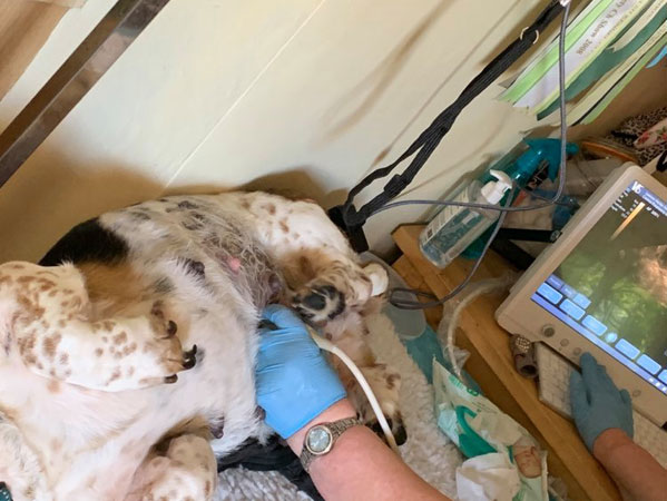 Harley lying comfortably during an ultrasound scan