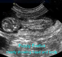 Ultrasound image showing a developing puppy